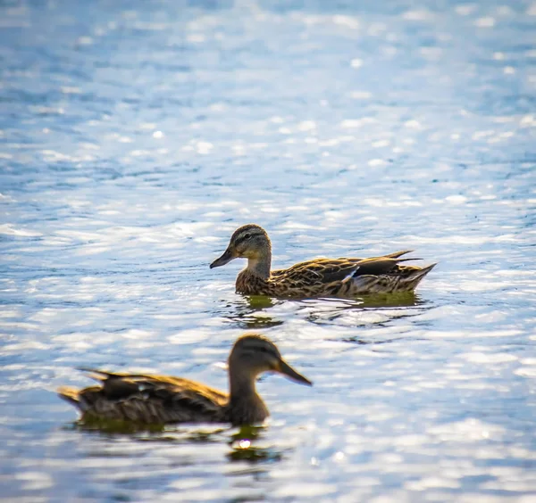 Wild ducks in the river — Stock Photo, Image