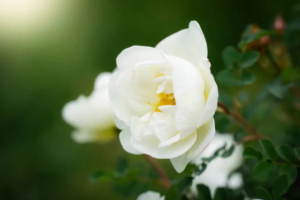 Blommande vit nypon våren — Stockfoto