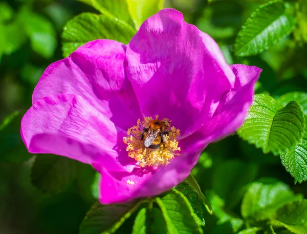 Floraison rose sauvage rose jour de printemps — Photo