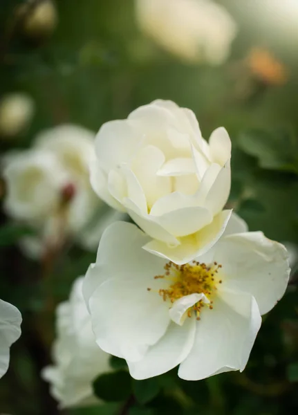 Blooming white rosehip spring — Stock Photo, Image
