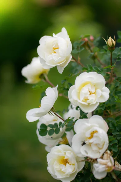 Primavera de rosa mosqueta branca florescente — Fotografia de Stock