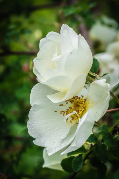 Blooming white rosehip spring — Stock Photo, Image