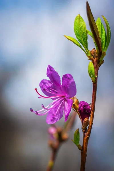 Квітучий рожевий мигдальний макрос — стокове фото