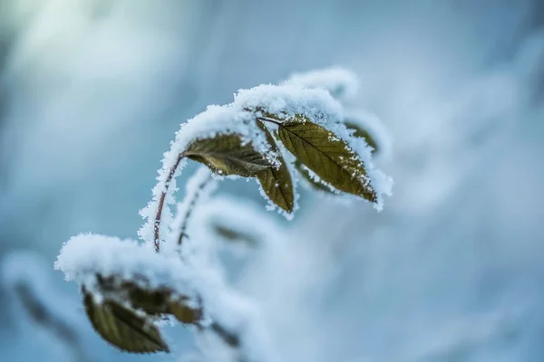 Dry plant covered with snow — Stock Photo, Image