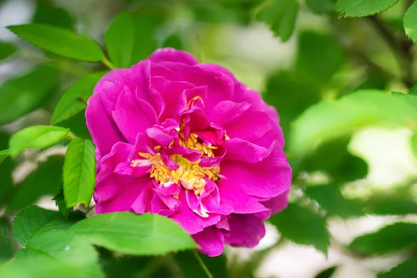 Floração rosa selvagem rosa dia de primavera — Fotografia de Stock