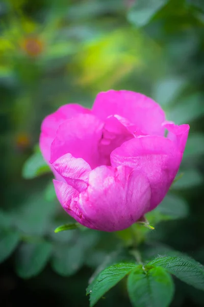 绽放的粉红色野生玫瑰春天天 — 图库照片