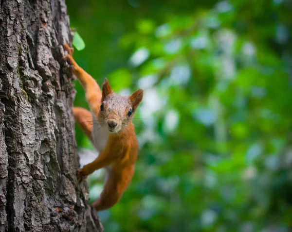 Eichhörnchen klettert auf Baum — Stockfoto