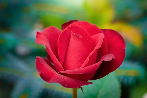 Rosa flor sobre un fondo borroso verde . — Foto de Stock