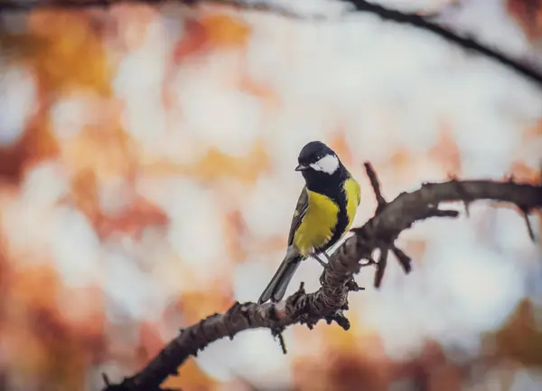 Tit, sedící na větvi stromu. — Stock fotografie