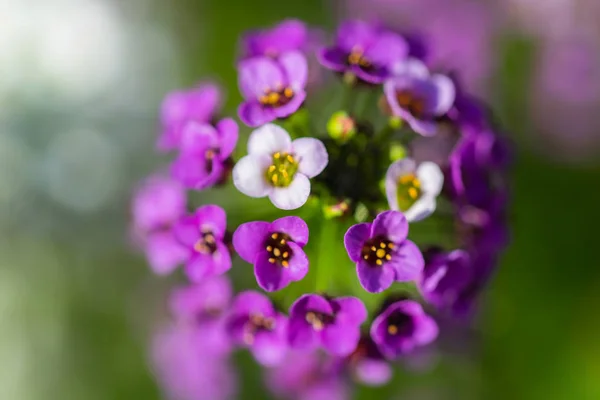 Flores são alyssum close-up — Fotografia de Stock
