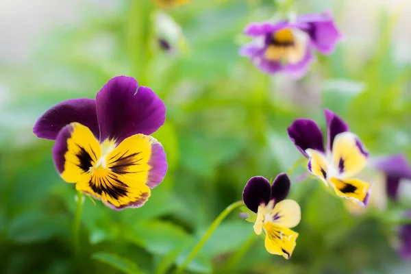 紫色のバイオレットの花 — ストック写真