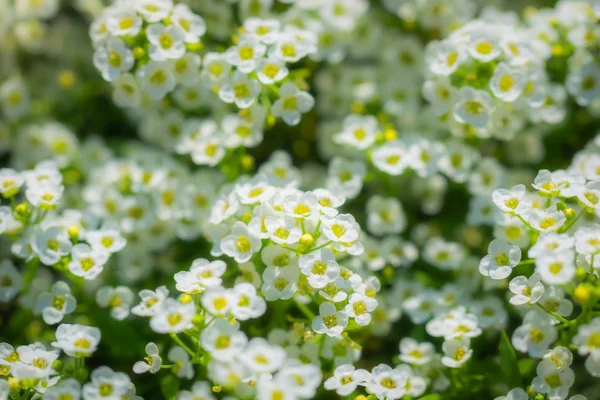 Kwiaty są alyssum zbliżenie — Zdjęcie stockowe