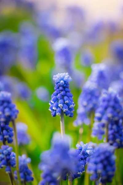 Vårblommor Muscari — Stockfoto