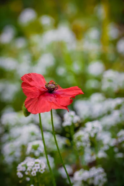 Fleur de pavot rouge — Photo