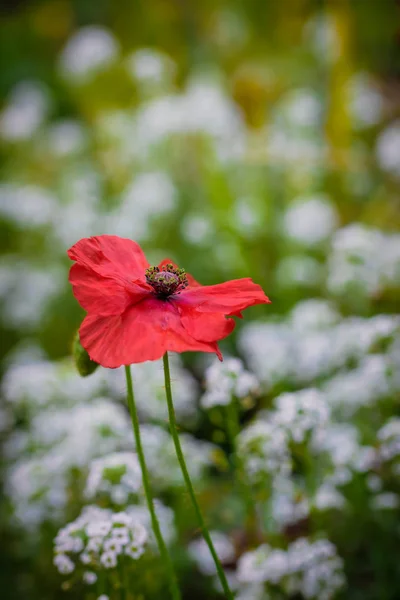 Röd vallmoblomma — Stockfoto