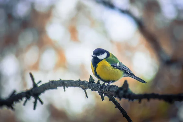 Tit sitting on a tree branch. — Stock Photo, Image