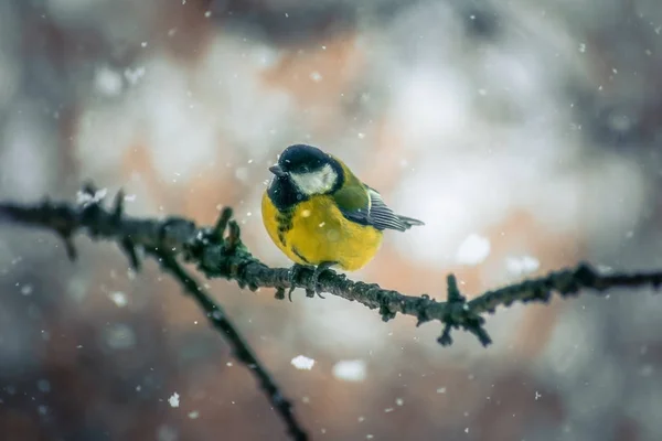 Titmouse em um dia de inverno nevado — Fotografia de Stock