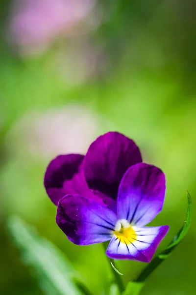 Flores violetas roxas — Fotografia de Stock