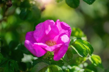 Bulanık bir arka planda çiçek açan pembe yaban gülü bahar günü..