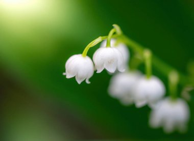Yeşil, bulanık bir arka planda, vadinin bahar çiçekli zambağı..