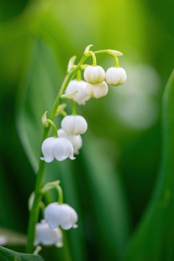 Bahar çiçekleri vadide, yakın plan.