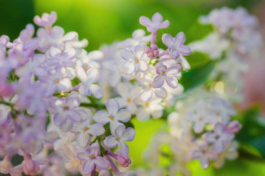 Güneşli bir günde çiçek açan leylak dalı bulanık bir arkaplanı kapatır..