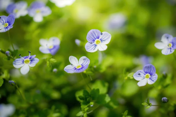 Синие Цветы Вероника Спидвелл Крупным Планом Лугу — стоковое фото