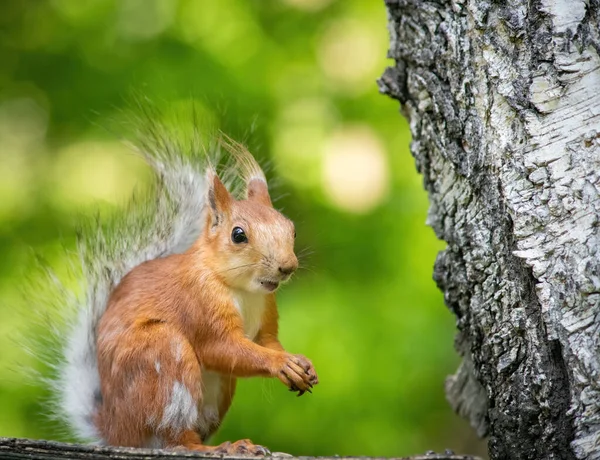 Squirrel Climbs Summer Day — Stock Photo, Image