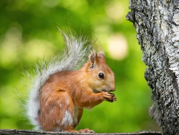 Eichhörnchen Klettert Einem Sommertag — Stockfoto