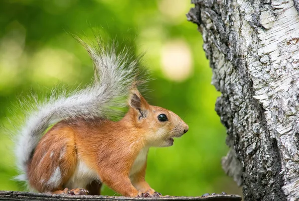 Eichhörnchen Klettert Einem Sommertag — Stockfoto