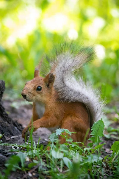 Squirrel Climbs Summer Day — Stock Photo, Image