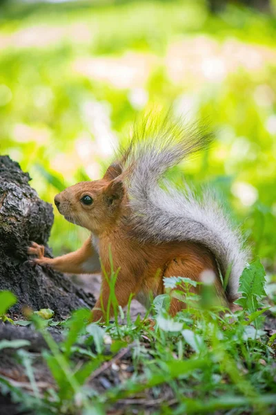 Squirrel Climbs Summer Day — Stock Photo, Image