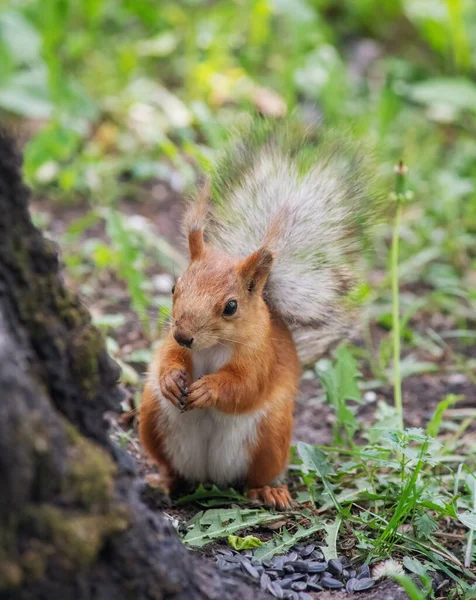 Eichhörnchen Klettert Einem Sommertag — Stockfoto