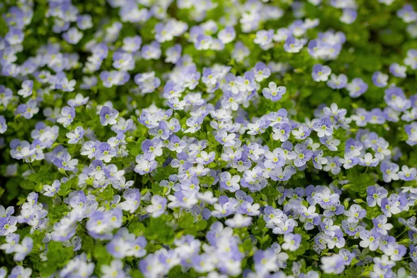 Kék Virágok Veronica Speedwell Közelkép Réten — Stock Fotó