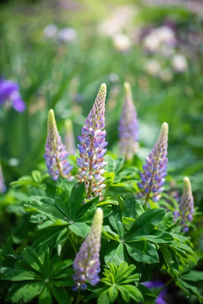 Gros Plan Sur Les Fleurs Lupin Dans Jardin — Photo