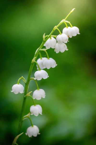 Jarní Květinová Lilie Údolí Close Zeleném Rozmazaném Pozadí — Stock fotografie