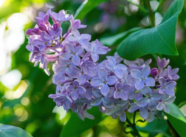 Güneşli bir günde çiçek açan leylak dalı bulanık bir arkaplanı kapatır..