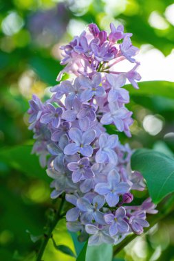 Güneşli bir günde çiçek açan leylak dalı bulanık bir arkaplanı kapatır..