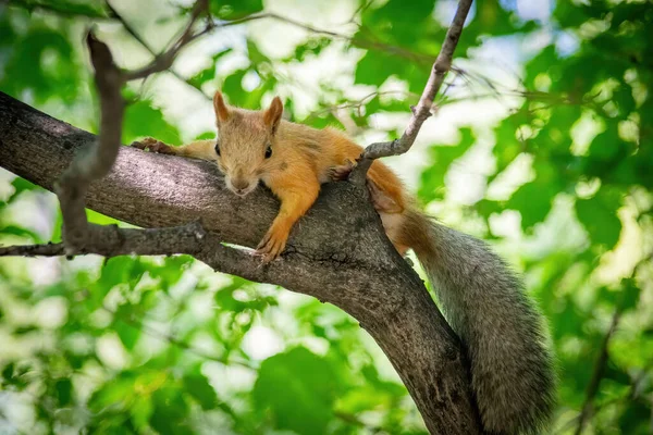 Eichhörnchen Klettert Einem Sommertag — Stockfoto