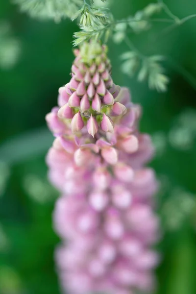 Flor Lupine Primer Plano Jardín — Foto de Stock
