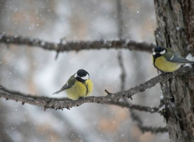 Karlı bir kış gününde ağaç dalında oturan meme faresi..