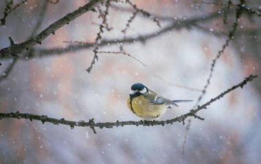 Karlı bir kış gününde ağaç dalında oturan meme faresi..