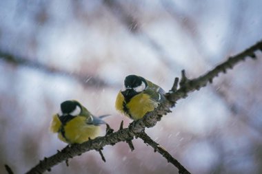 Karlı bir kış gününde ağaç dalında oturan meme faresi..