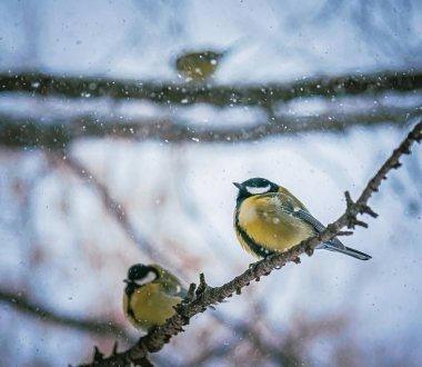 Karlı bir kış gününde ağaç dalında oturan meme faresi..