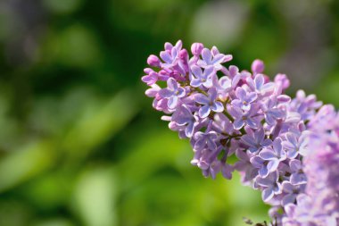 Güneşli bir günde çiçek açan leylak dalı