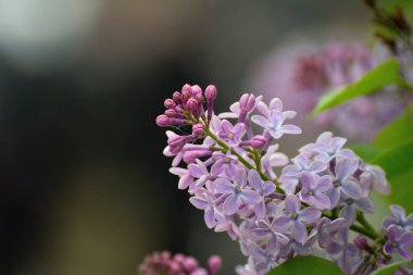 Güneşli bir günde çiçek açan leylak dalı