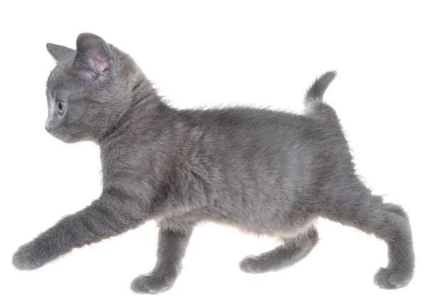 Pequeño Gatito Gris Jugando Aislado Sobre Fondo Blanco — Foto de Stock