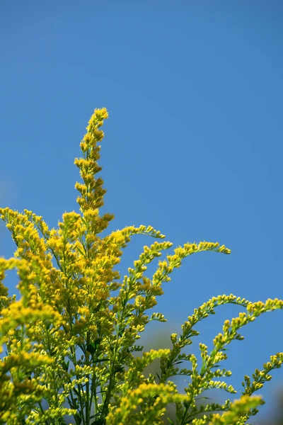 Vara Oro Con Flores Una Planta Medicinal Ornamental Miel — Foto de Stock