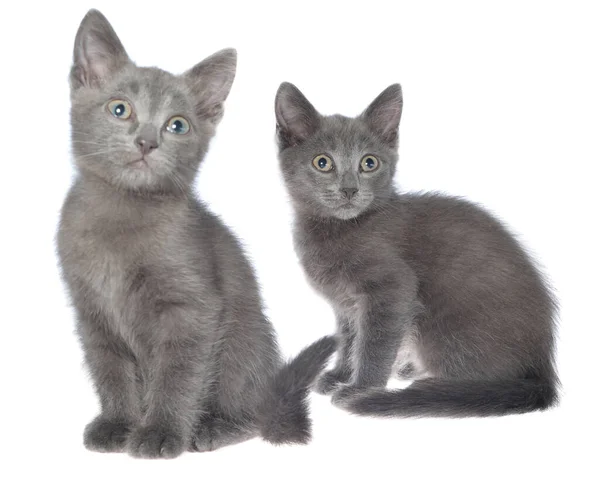 Dwa Małe Szare Kotki Siedzące Samotnie Białym Tle — Zdjęcie stockowe