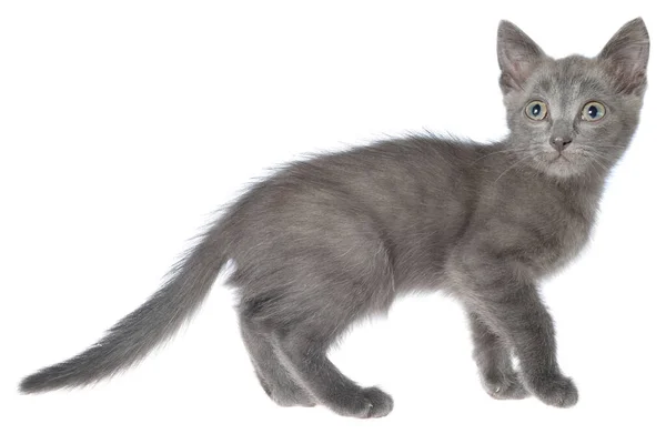 Pequeno Gatinho Jogando Isolado Fundo Branco — Fotografia de Stock